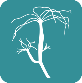 Cnidaria-Hydroida logo